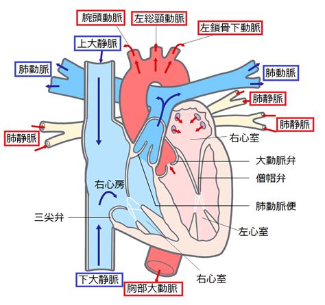 血管青色|血は赤いのに、血管は青く見える不思議。動脈と静脈。